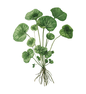 Gotu Kola