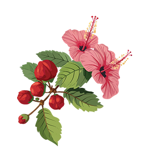 Hibiscus