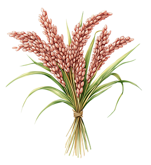 Red Rice extract