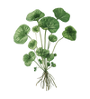 Gotu Kola