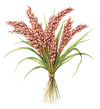 Red Rice