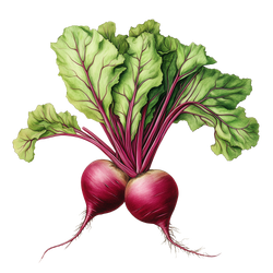 Beetroot